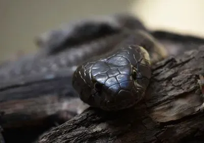 snake venom stem cells